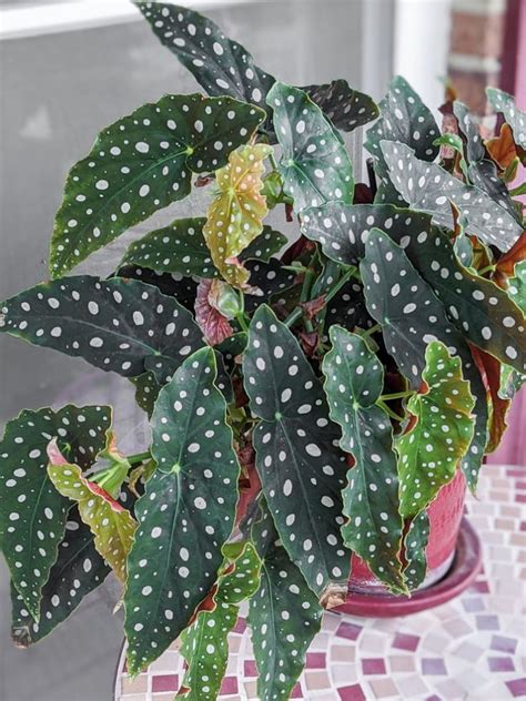 begonia maculata como cuidar - itraconazol como tomar